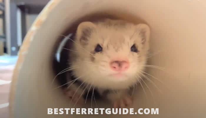 Can Ferrets Eat Eggs