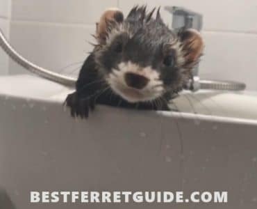 How Often Should You Bathe a Ferret