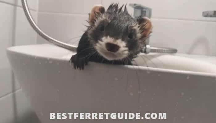 How Often Should You Bathe a Ferret