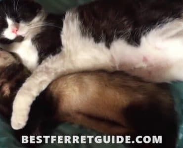 Can Ferrets and Cats Live Together