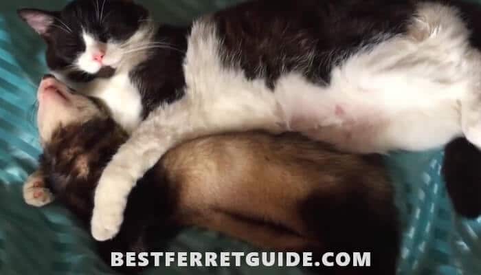Can Ferrets and Cats Live Together