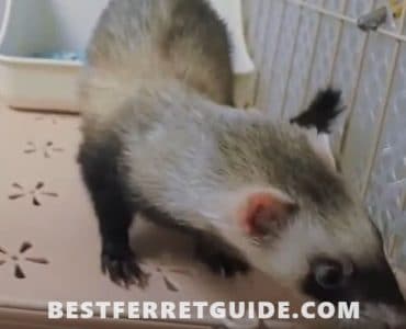 How to Train a Ferret to Use a Litter Box