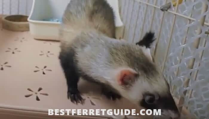 How to Train a Ferret to Use a Litter Box