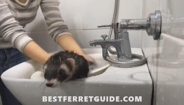 Features of Ferret Bathing