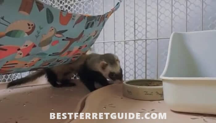 Ways to Accustom a Ferret to a Special Toilet