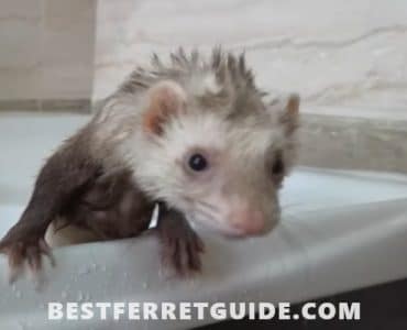 Best Shampoo and Conditioner for Ferrets
