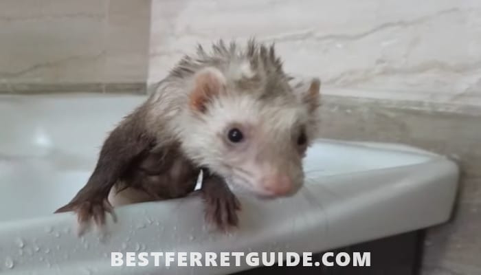 Best Shampoo and Conditioner for Ferrets