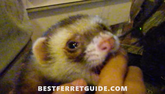 Can You Use Dog or Cat Shampoo on Ferrets?