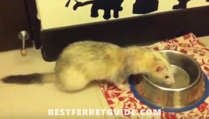 Best cat treats for ferrets