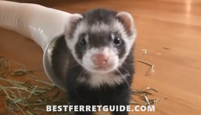 Best Ferret Shampoo and Conditioner