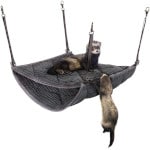 2Brothers Wholesale Ferret